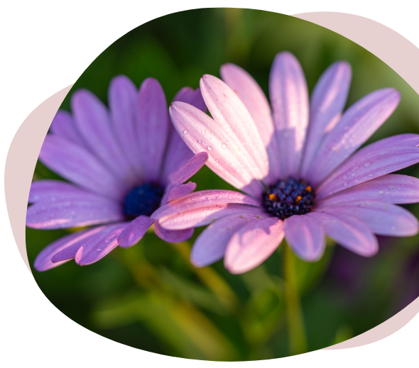 Fleurs violettes